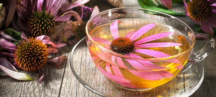 home-remedies-low-immunity-echinacea-tea